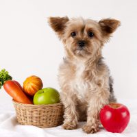 犬　ご飯