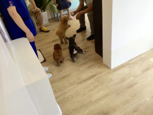 puppy party